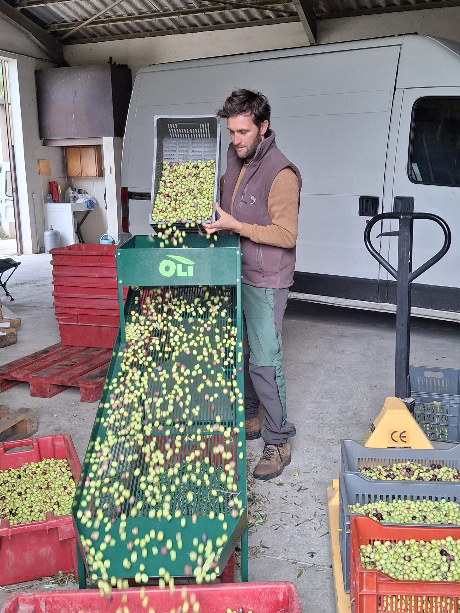 Fabien Franco triant les olives